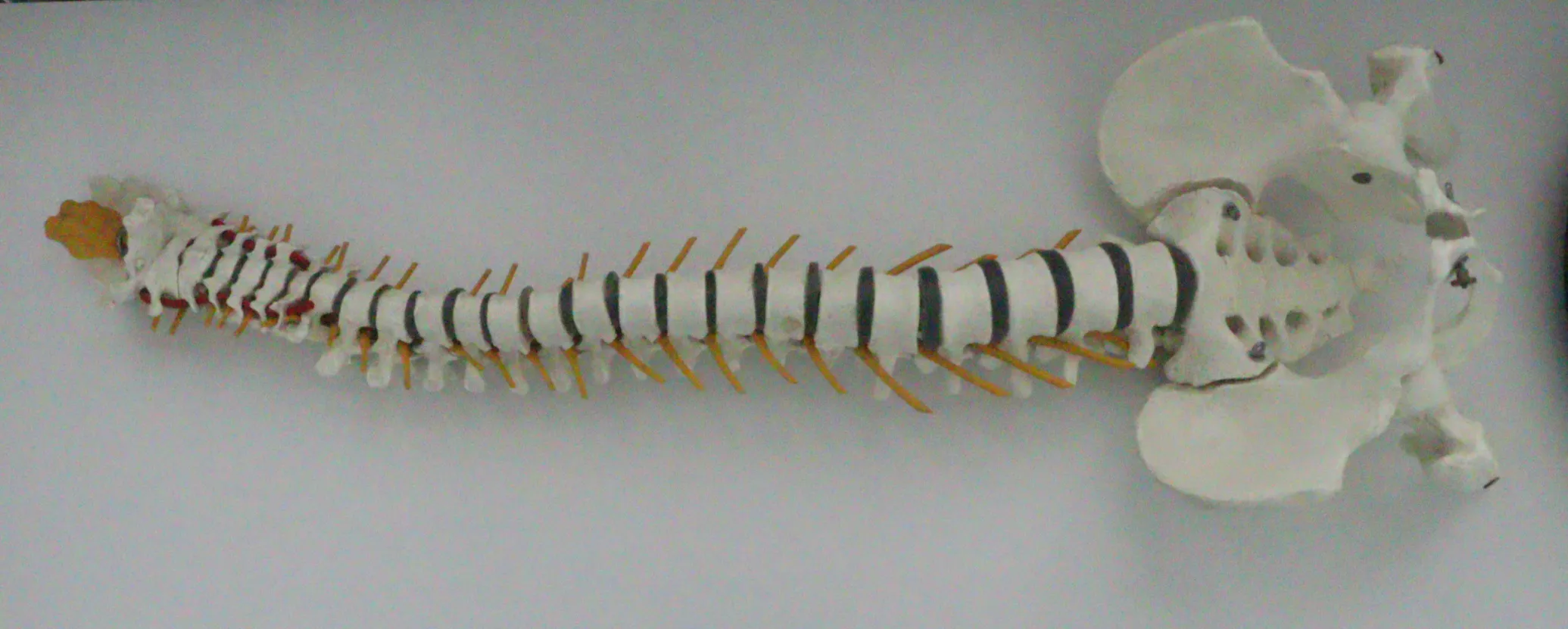 wirbelsaule